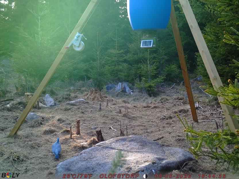 Bild från STORATRÄA