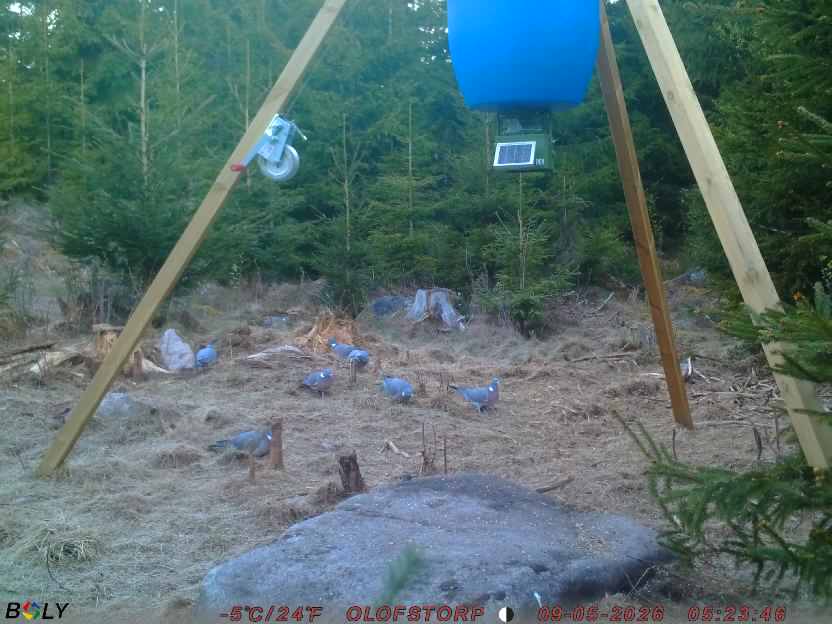 Bild från STORATRÄA