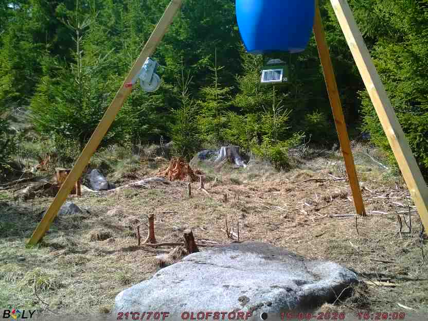 Bild från STORATRÄA