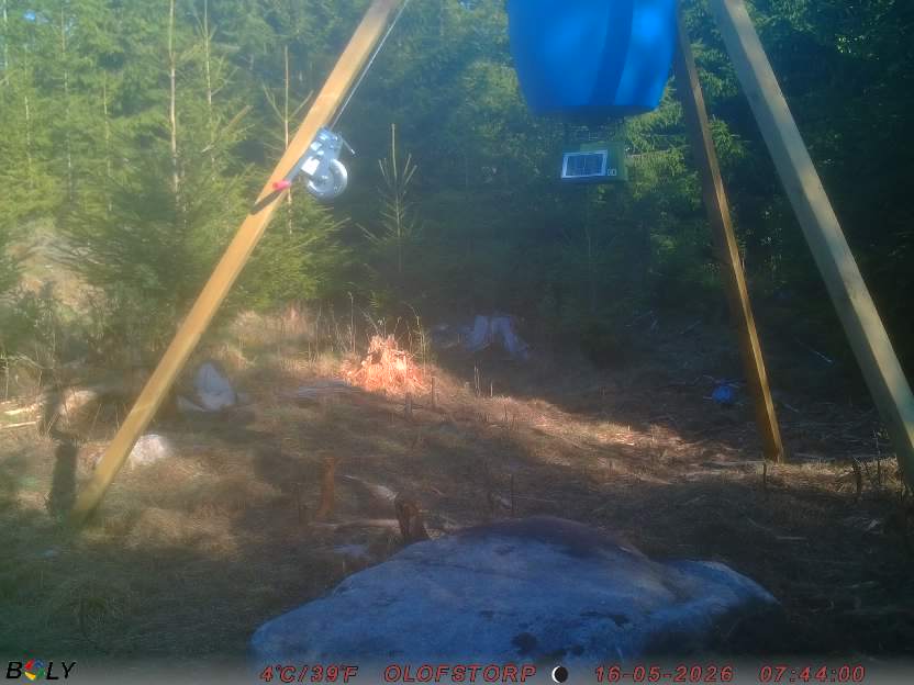 Bild från STORATRÄA