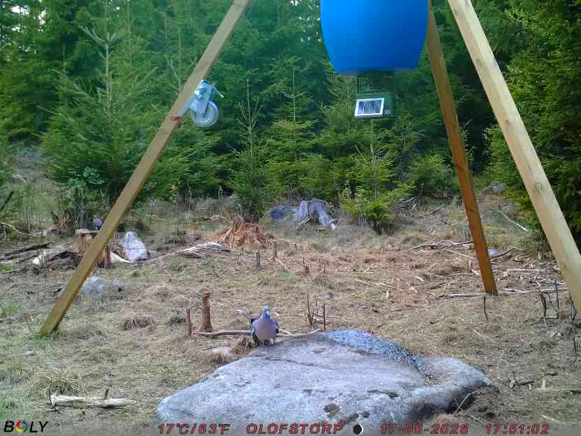 Bild från STORATRÄA