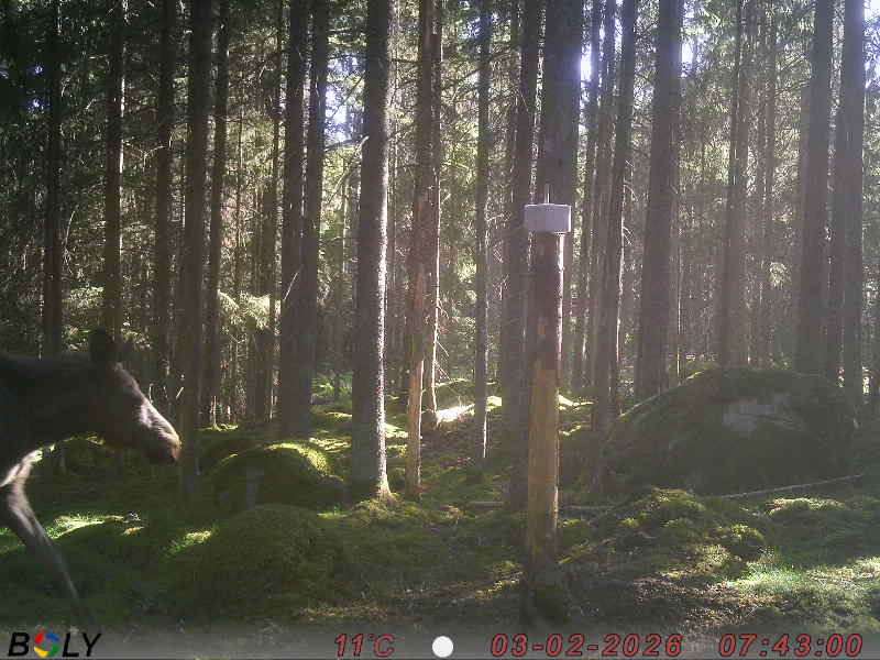 Bild från SALTSTENEKENÄS