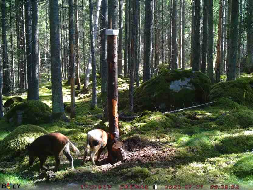 Bild från EKENÄSSALTSTEN