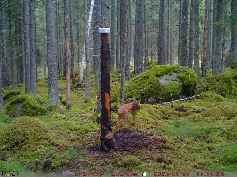 Bild från EKENÄSSALTSTEN