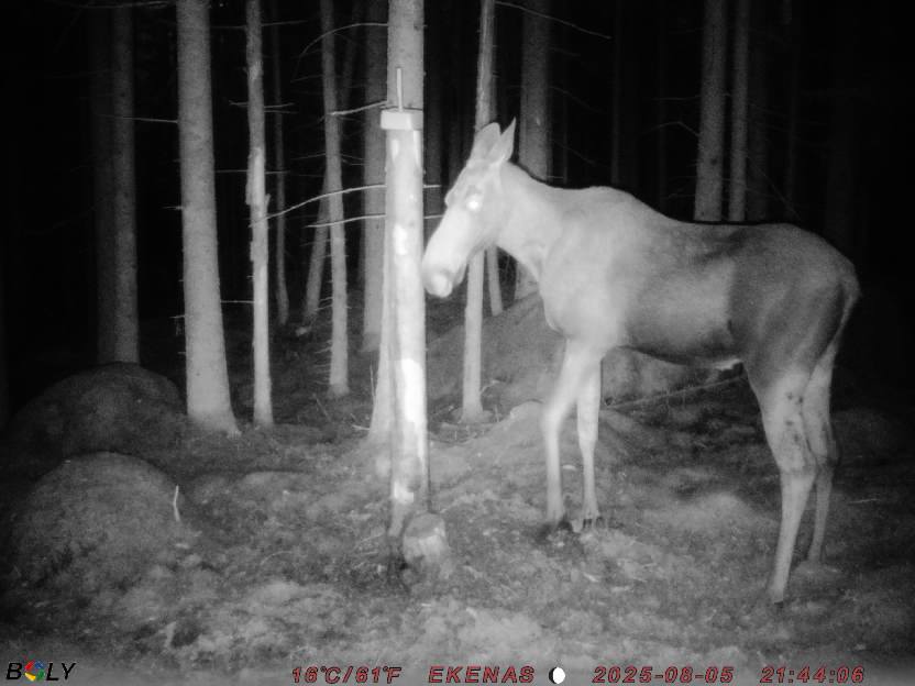 Bild från EKENÄSSALTSTEN