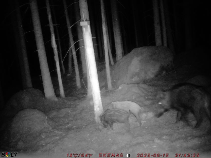 Bild från EKENÄSSALTSTEN