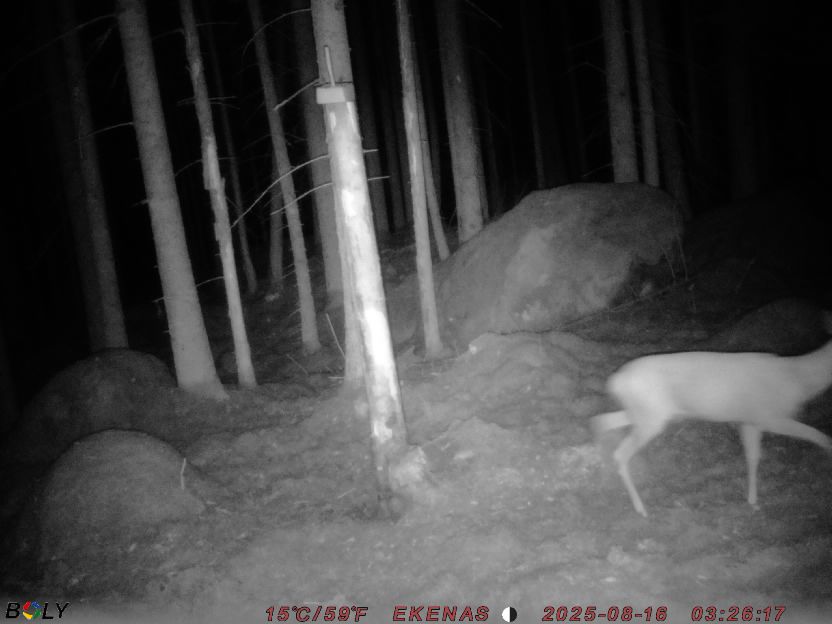 Bild från EKENÄSSALTSTEN