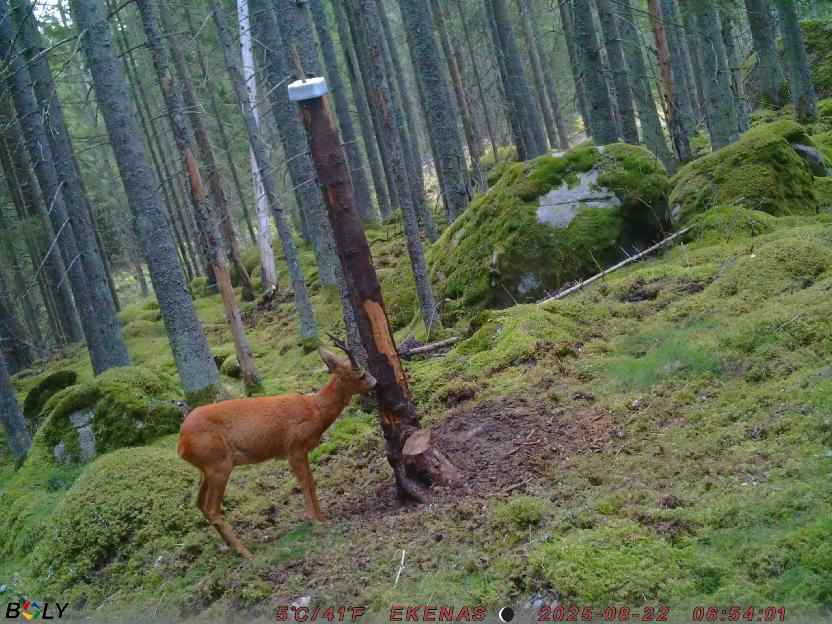 Bild från EKENÄSSALTSTEN