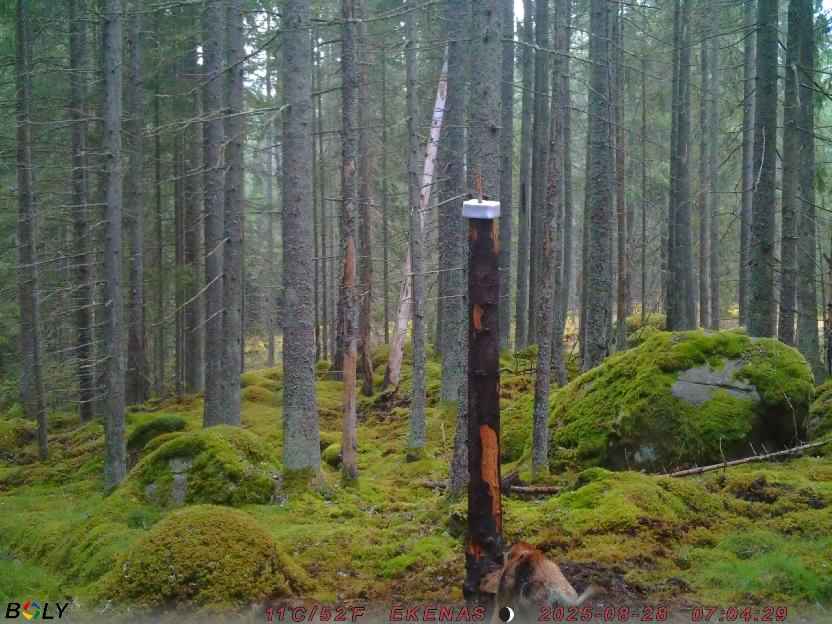 Bild från EKENÄSSALTSTEN