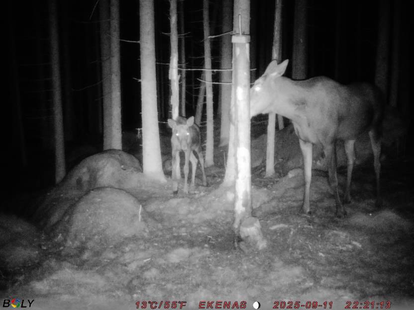 Bild från EKENÄSSALTSTEN