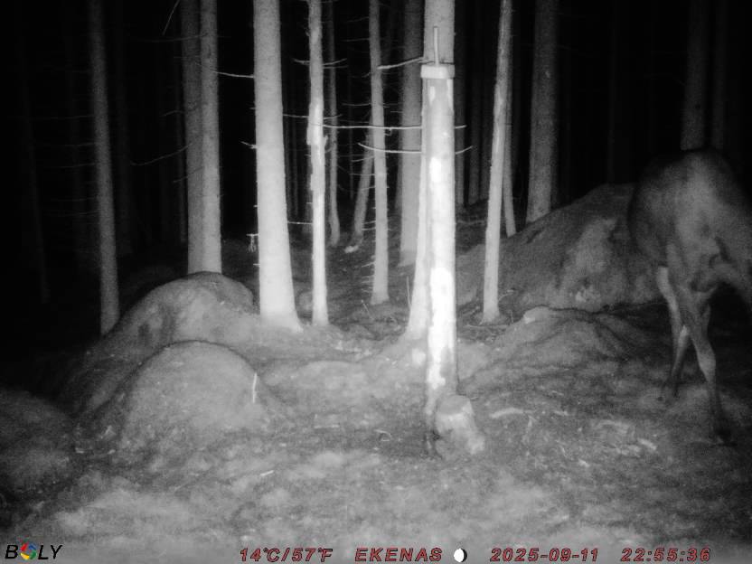 Bild från EKENÄSSALTSTEN