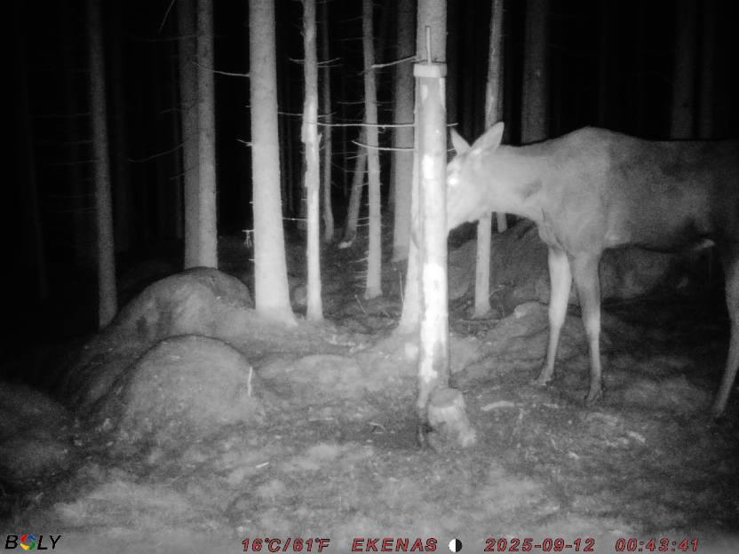 Bild från EKENÄSSALTSTEN