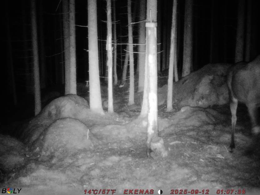 Bild från EKENÄSSALTSTEN