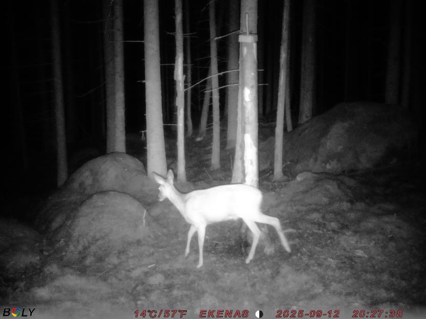 Bild från EKENÄSSALTSTEN