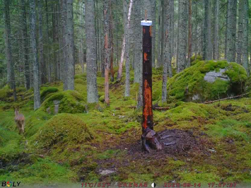 Bild från EKENÄSSALTSTEN