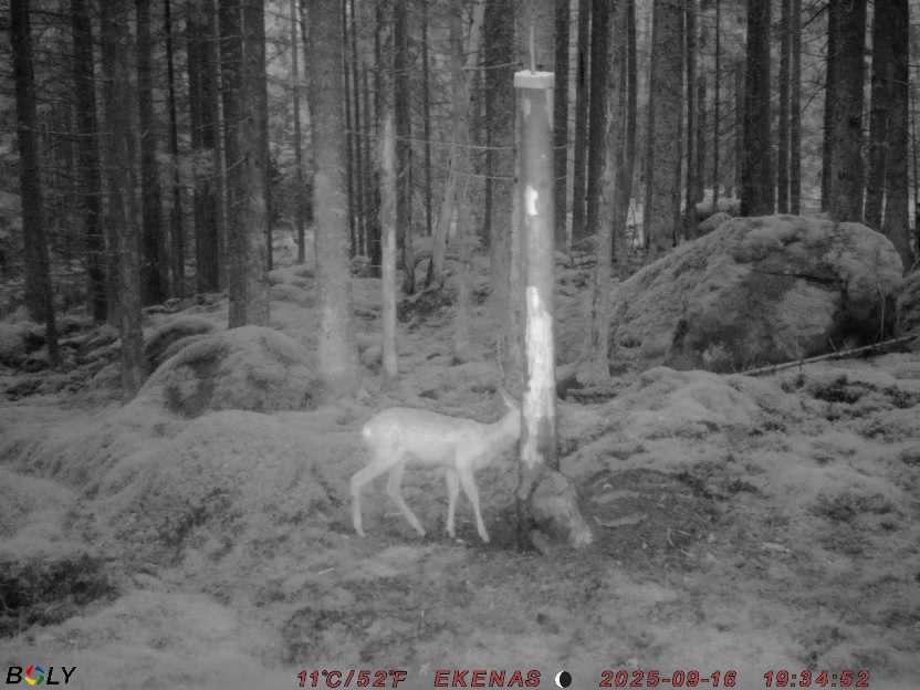 Bild från EKENÄSSALTSTEN