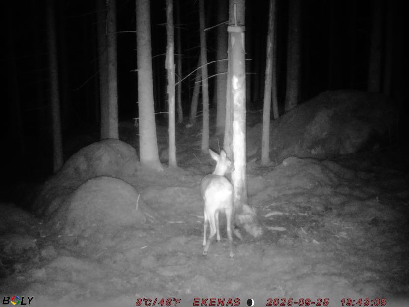 Bild från EKENÄSSALTSTEN