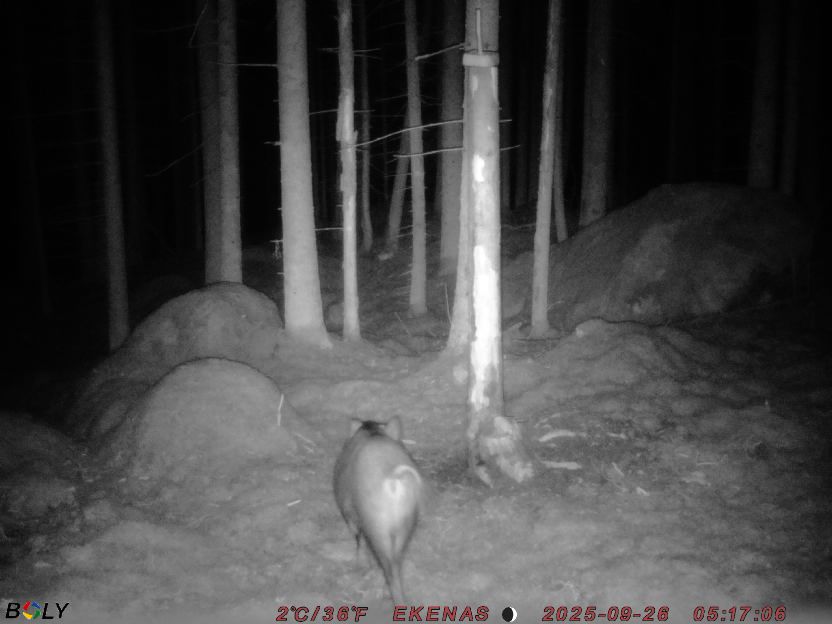 Bild från EKENÄSSALTSTEN