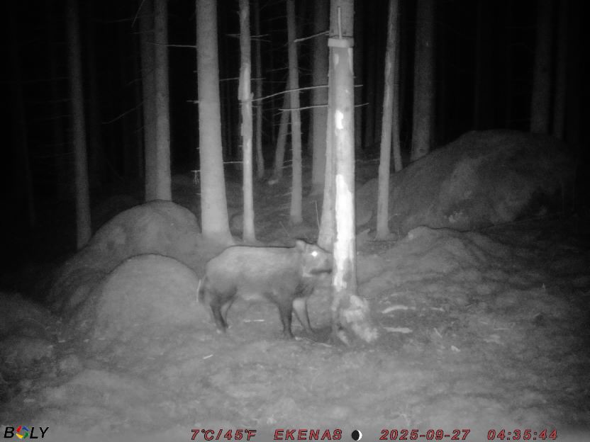 Bild från EKENÄSSALTSTEN