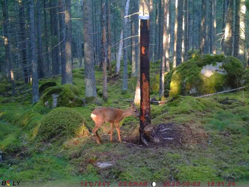 Bild från EKENÄSSALTSTEN