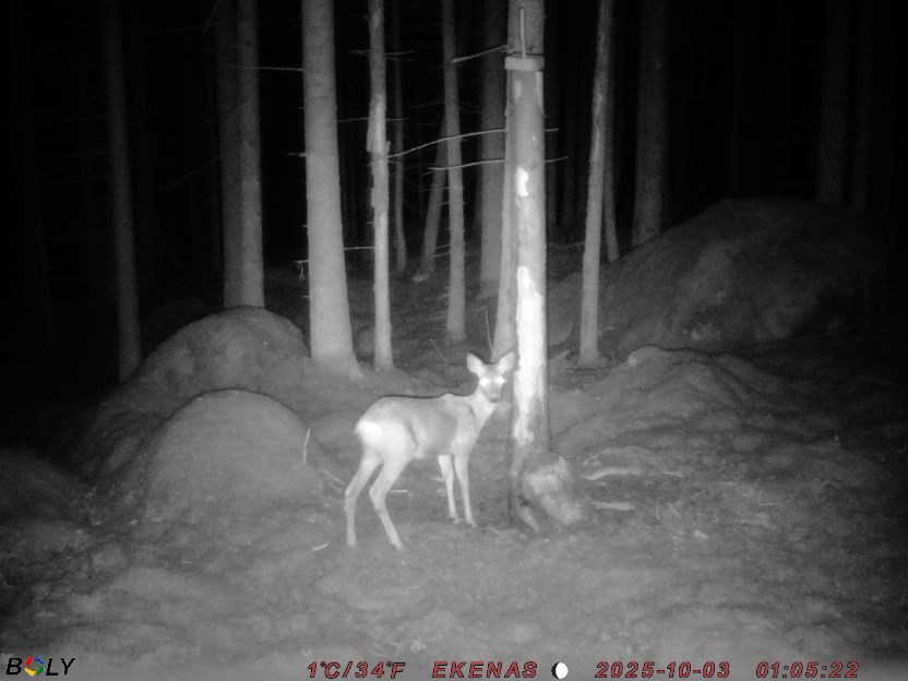 Bild från EKENÄSSALTSTEN