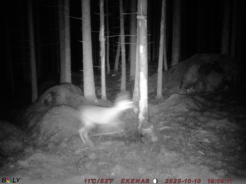 Bild från EKENÄSSALTSTEN