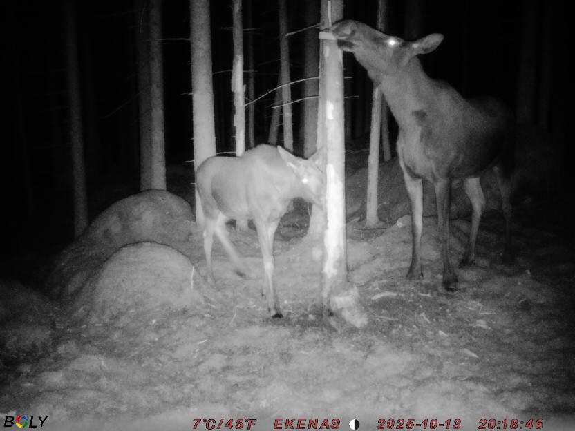 Bild från EKENÄSSALTSTEN