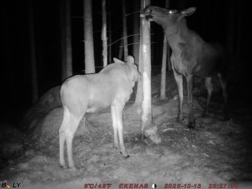 Bild från EKENÄSSALTSTEN