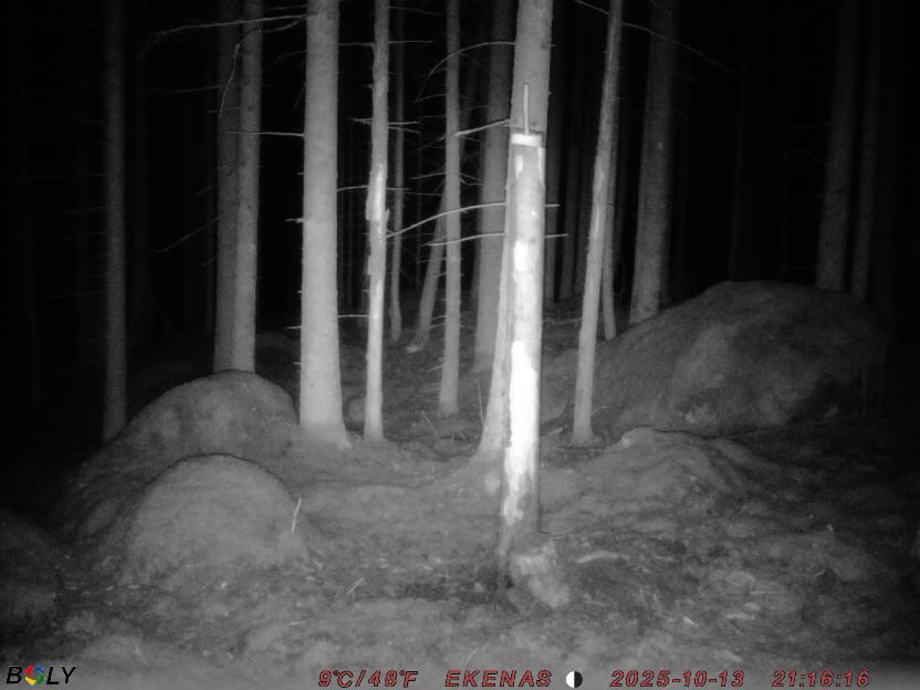 Bild från EKENÄSSALTSTEN