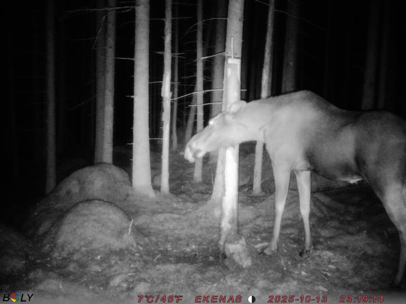 Bild från EKENÄSSALTSTEN