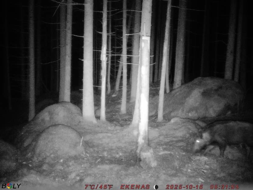 Bild från EKENÄSSALTSTEN