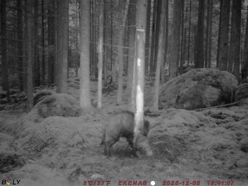 Bild från EKENÄSSALTSTEN