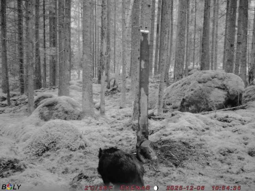 Bild från EKENÄSSALTSTEN