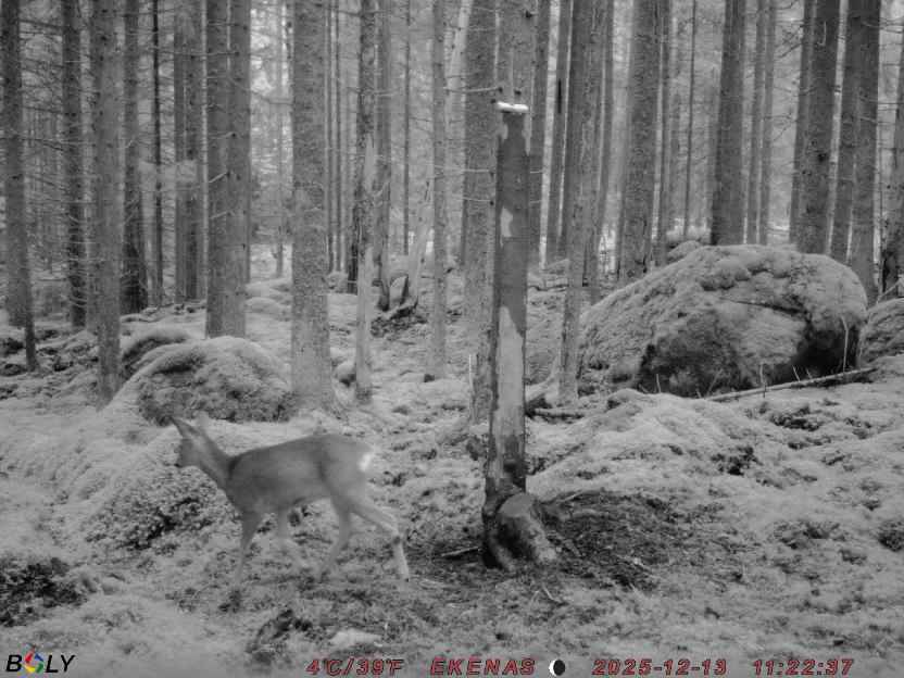 Bild från EKENÄSSALTSTEN