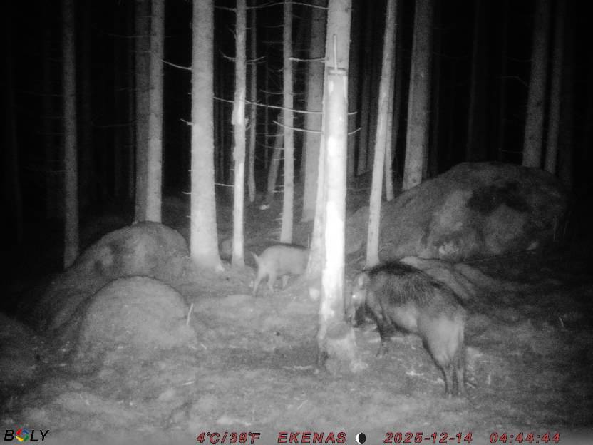 Bild från EKENÄSSALTSTEN