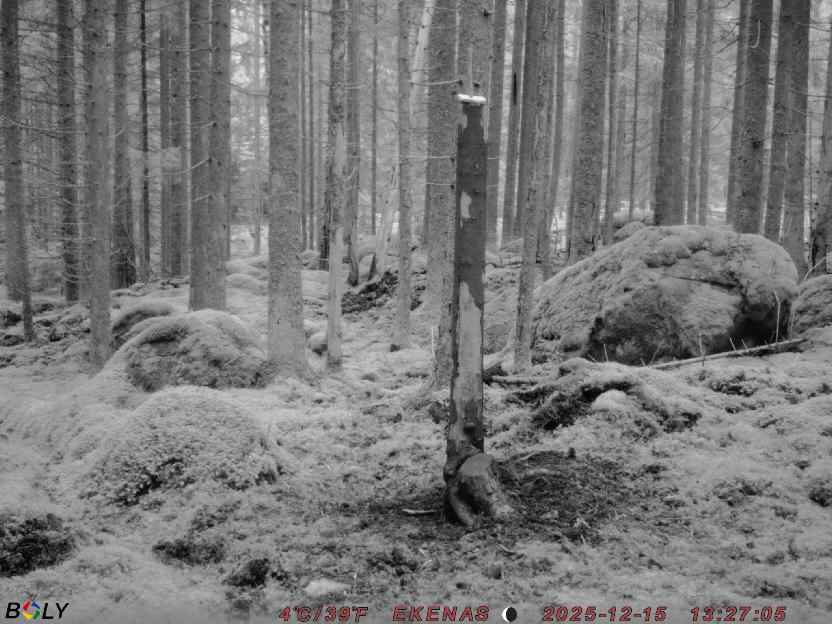 Bild från EKENÄSSALTSTEN