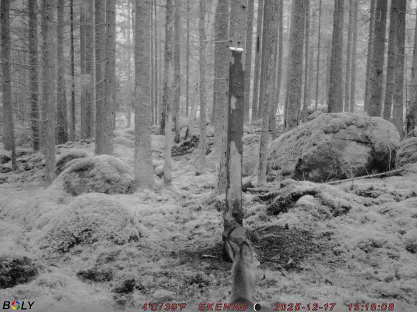 Bild från EKENÄSSALTSTEN