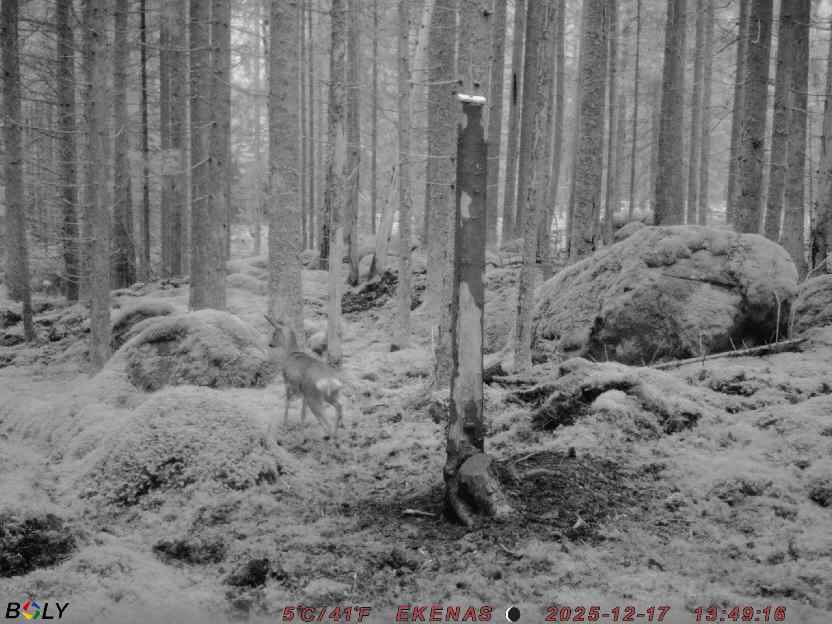 Bild från EKENÄSSALTSTEN