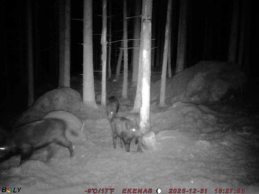 Bild från EKENÄSSALTSTEN