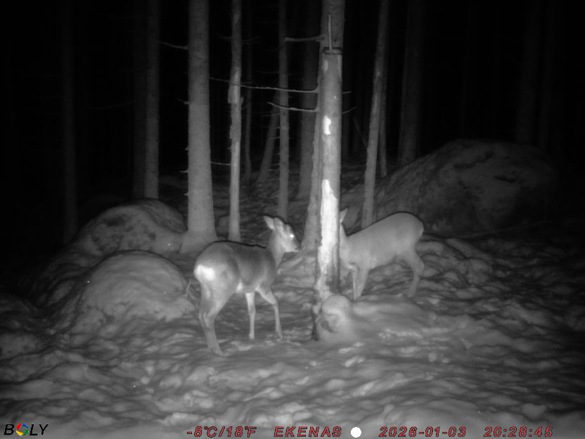 Bild från EKENÄSSALTSTEN