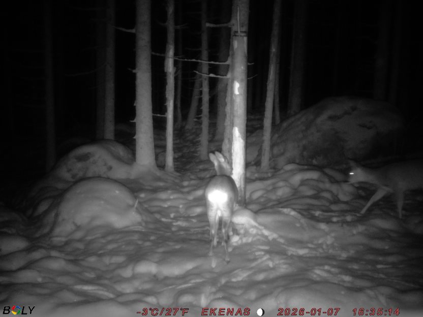 Bild från EKENÄSSALTSTEN