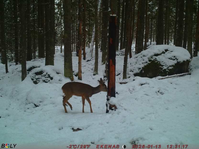 Bild från EKENÄSSALTSTEN