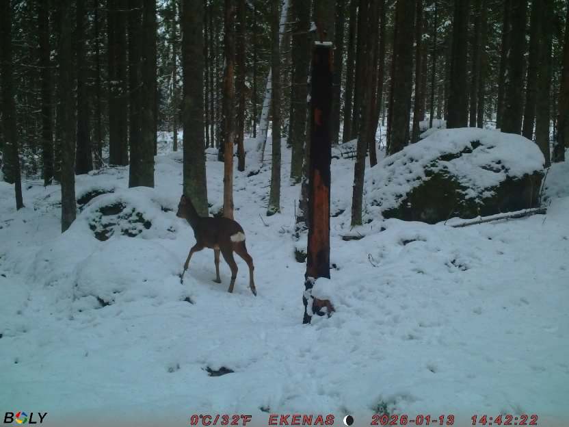 Bild från EKENÄSSALTSTEN