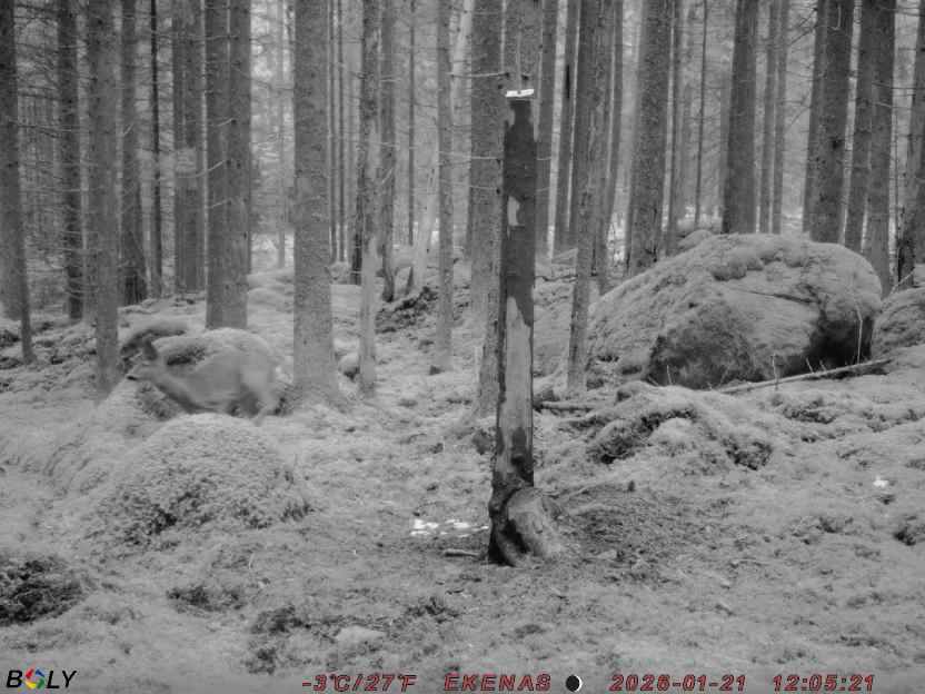 Bild från EKENÄSSALTSTEN