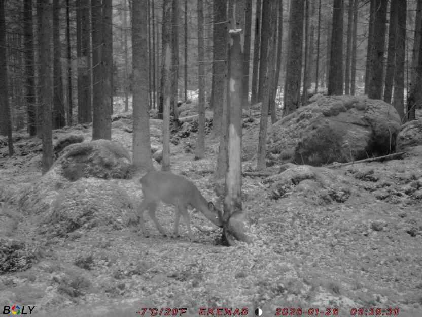 Bild från EKENÄSSALTSTEN