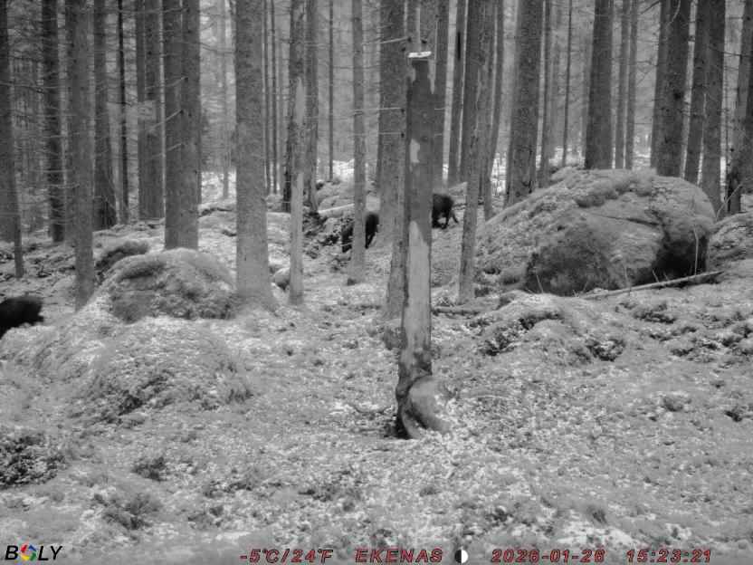 Bild från EKENÄSSALTSTEN