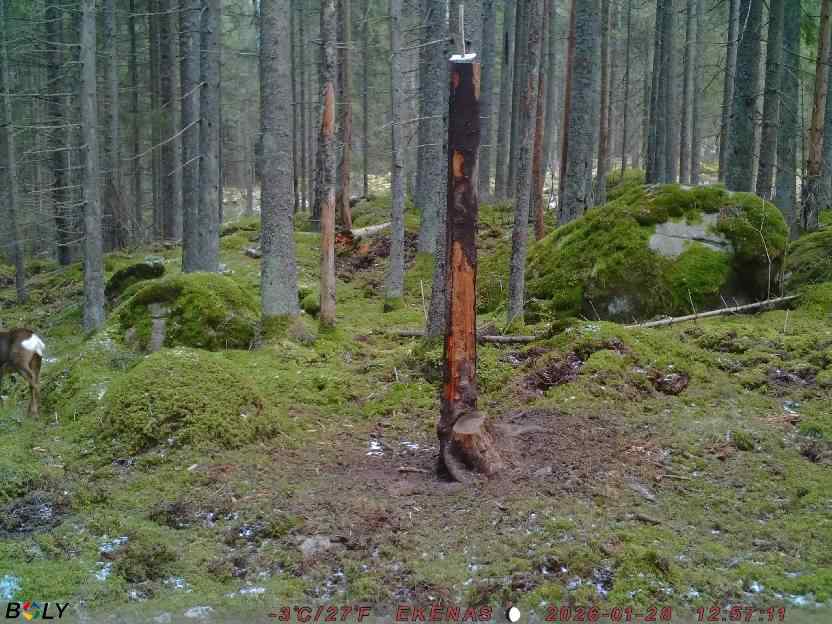 Bild från EKENÄSSALTSTEN