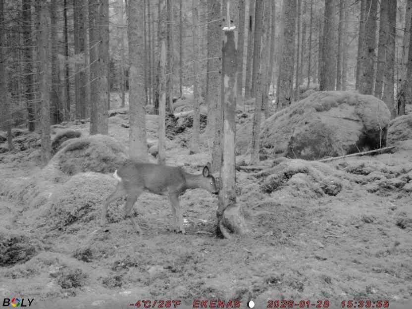 Bild från EKENÄSSALTSTEN