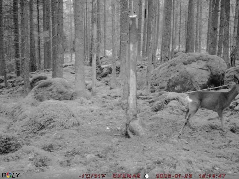 Bild från EKENÄSSALTSTEN