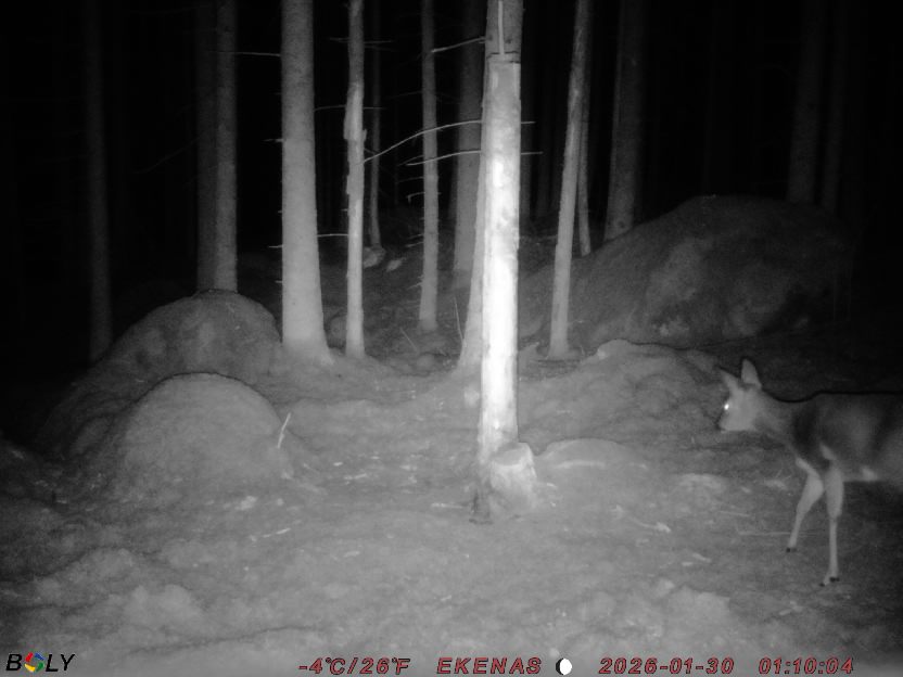 Bild från EKENÄSSALTSTEN